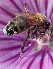 mauve sauvage et abeille 